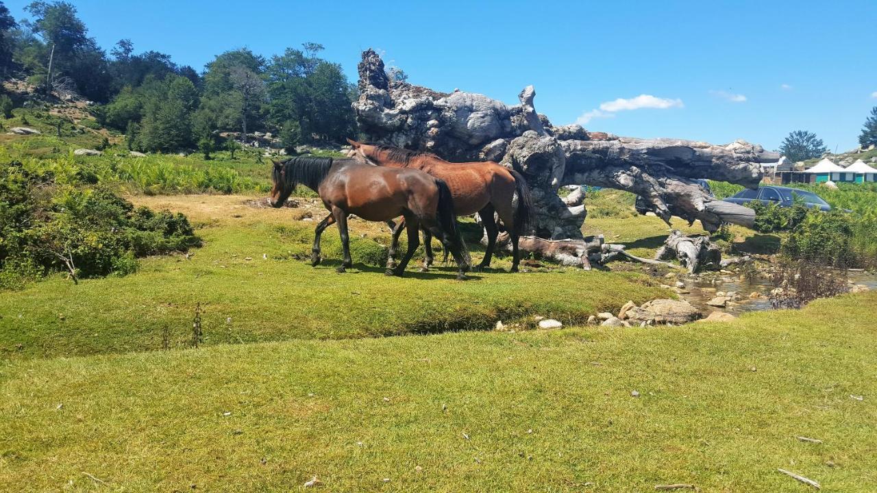 Les Chalets Et Gite Du Haut Taravo Zicavo Kültér fotó